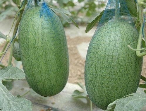 三林崩瓜什么时候吃最好,“三林崩瓜的最佳食用时机揭秘”