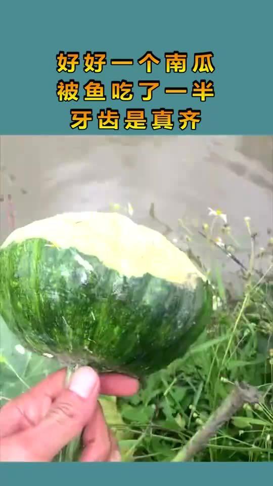 吃瓜把牙吃掉了,意外吃瓜引发的“牙疼”事件