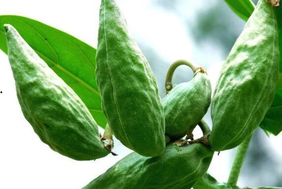 牛牛吃角瓜,牛牛的角瓜美食之旅