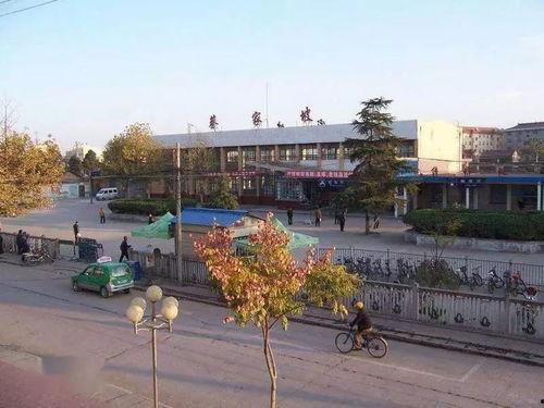 蔡家坡的网红许愿树,见证奇迹的绿色守护者”