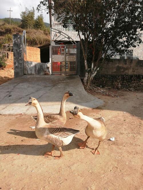 吃瓜鹅冲浪,揭秘网络热点的幕后故事