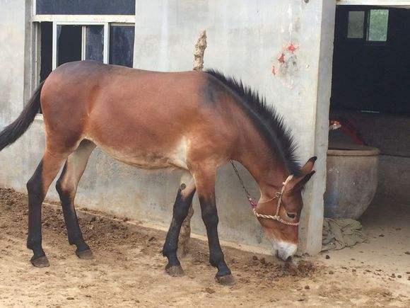 今日看料-美好生活晶骡子,探索美好生活的新视角