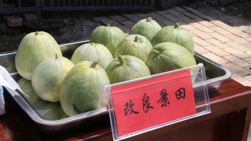 天兴洲吃瓜,夏日消暑新宠