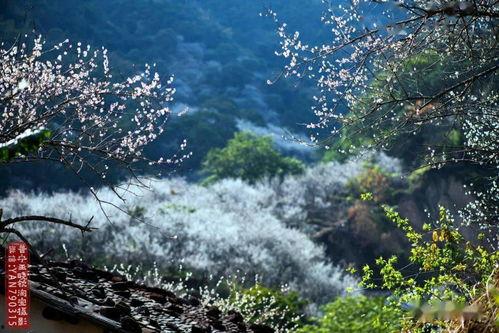 普宁网红林培,从普宁走向全国的电商传奇