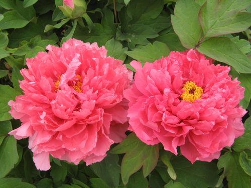 微头条国色牡丹,千年花王绽放传奇魅力