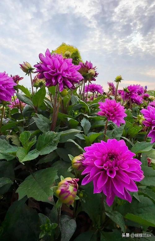 头条蝴蝶兰直销视频,揭秘高品质蝴蝶兰种植与选购技巧