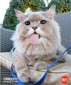 泰国网红猫品种