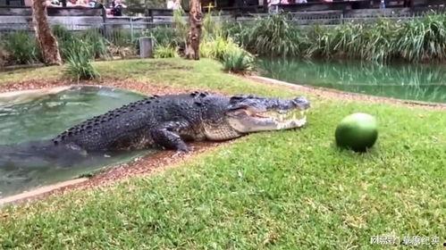 网红吃瓜鳄鱼图片,惊险瞬间引网友热议