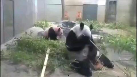 香妈最新爆料视频,揭秘娱乐圈惊人内幕！