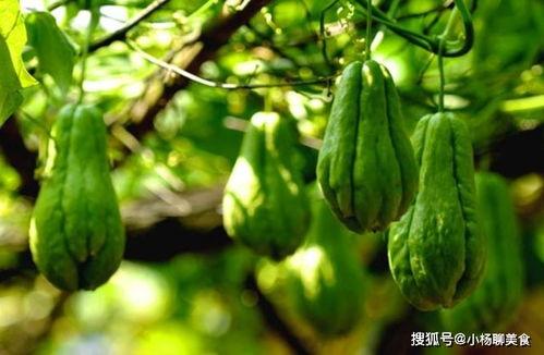 吃扶手瓜上火吗,揭秘上火之谜