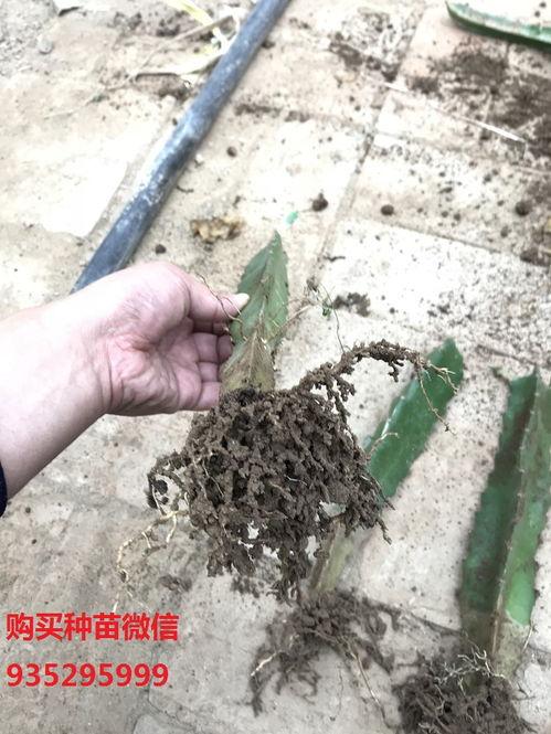 头条上卖的火龙果苗,绿色致富新选择，轻松开启田园生活