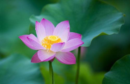 今天头条的荷花诗句,今日头条荷花诗句赏析